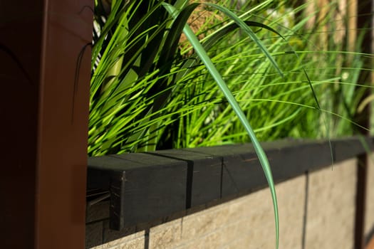 Plant in outdoor restaurant. Green Green grass.