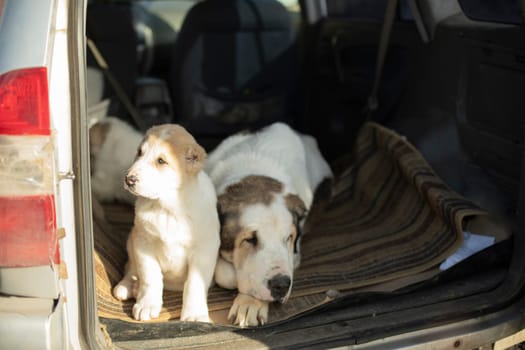 Caucasian Shepherd Dog with puppies. Puppies in car. Dog family.