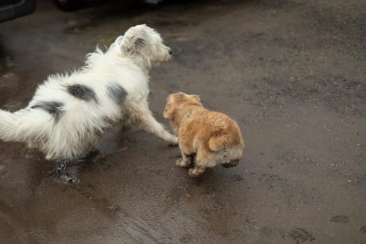 Dogs of different sizes. Dogs play on street. Pets have fun running after each other.