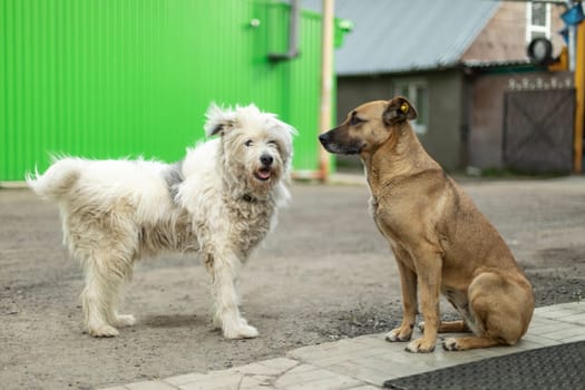 Dogs get to know each other. Two stray dogs on street. Animals are friends. Pets without owners.