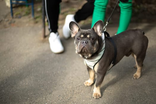 Dog on leash. Walk of small breed dog. Animal in town. Pet with collar.