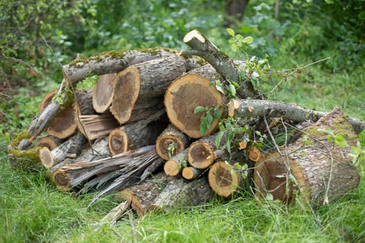 Sawn trees. Firewood for winter. Dry fuel. Logs in countryside. Birch saws.