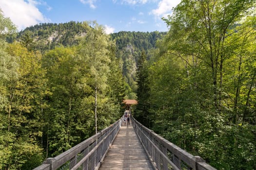 Forest adventure park in the Bavarian Allgaeu, aerial walk throught treetops.