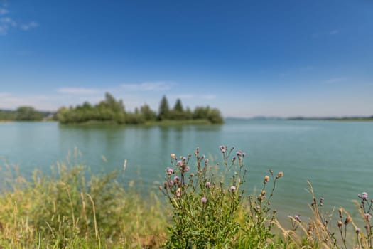 Serene Lakeside View with Wildflowers and Clear Skies