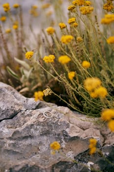 Wedding rings lie on a stone near blooming wildflowers. High quality photo