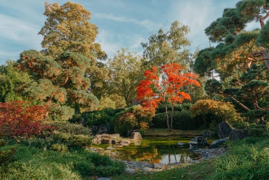 Beautiful Japanese Garden and red trees at autumn seson. A burst of fall color with pond reflections.