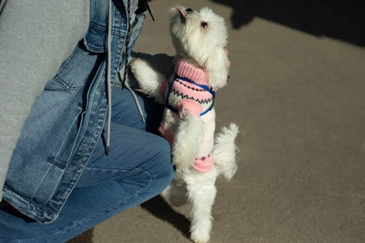 Small breed dog in clothes on street. Cute pet. White coat. Dog in pink sweater.