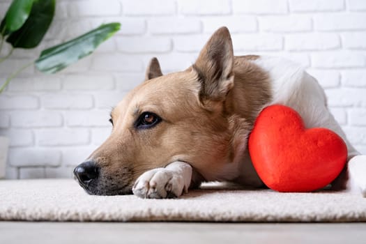Valentines day. dog holding red heart, lying on rug at home