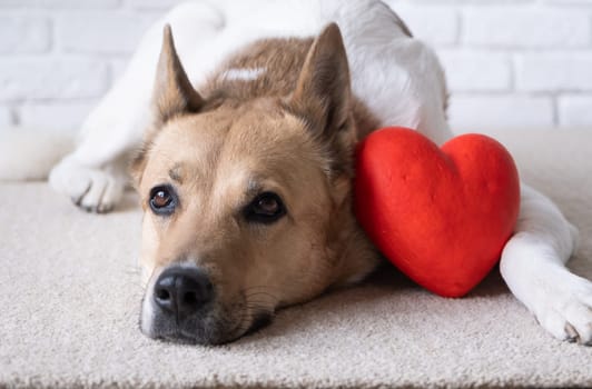 Valentines day. dog holding red heart, lying on rug at home