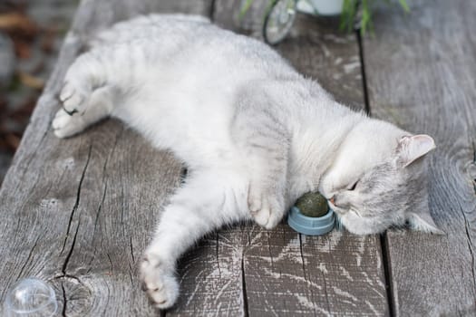 Playful cat Scottish silver kitten licks a ball of catnip while lying on a wooden table on the terrace in the garden, carefree peaceful life of a pet, High quality photo
