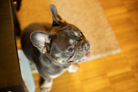 Dog in room. Pet of small breed. Dog stands on wooden floor.