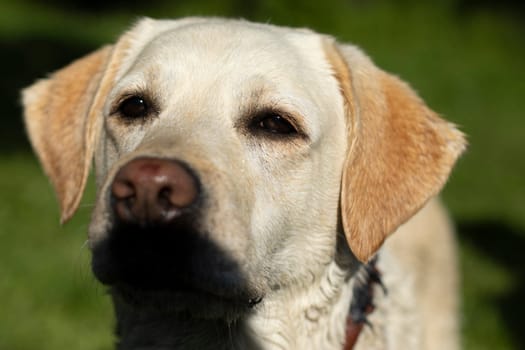 Portrait of Labrador. White Labrador in summer. Dog on walk. Pet in sunlight.