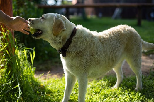 White Labrador in summer. Pet on walk. Animal on hot day. White coat. Labrador walks.