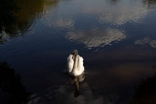 White swan in water. Waterbird on lake. White swan feathers. Animal on pond.