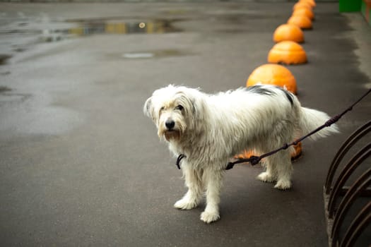 Dog is tied up in parking lot. Pet with white hair. Animal is waiting for owner.