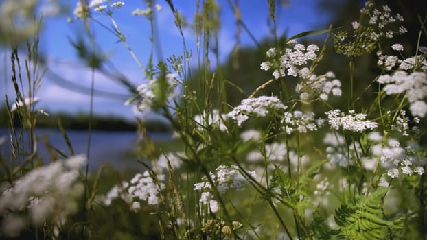 A beautiful chamomile grows in a field and insects crawl on it. CREATIVE. A flower with white petals and a yellow center. Insects are on the flower. The wind blows a flower growing in a clearing.
