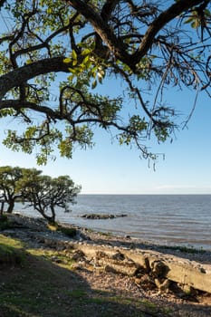 Sunny day in the Costanera Sur Ecological Reserve in Buenos Aires, capital of the Argentine Republic in 2023.