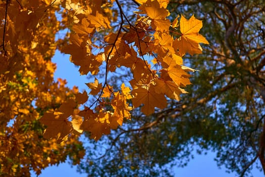 a tree or shrub with lobed leaves, winged fruits, and colorful autumn foliage, grown as an ornamental or for its timber or syrupy sap