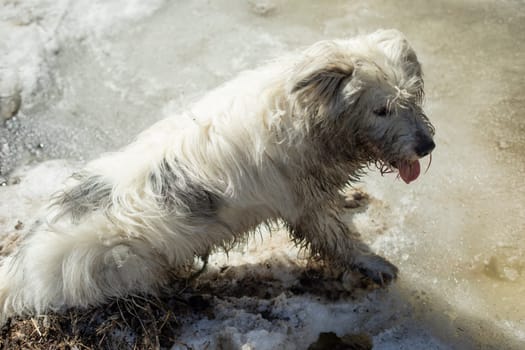 Dog on walk in woods. Dog in swamp. Pet in nature in park. Animal is looking for way.