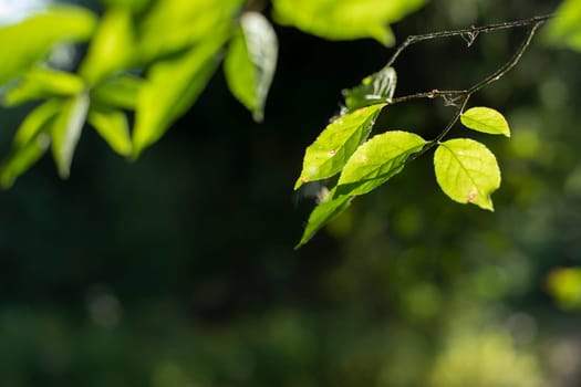 Green leaves in sunlight. Leaves of tree. Plant in park. Sunlight in green branches.