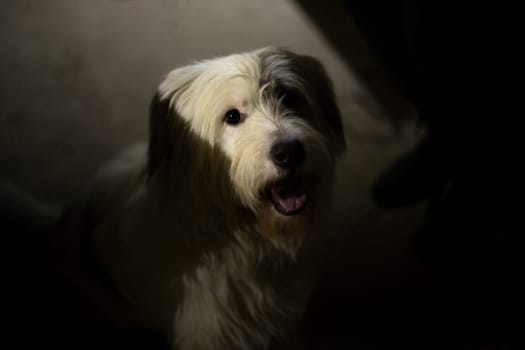 Dog in dark. Dog with white hair. Portrait of pet. Animal opened its mouth.