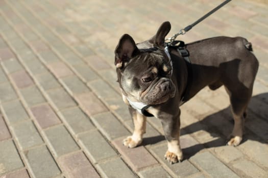 Dog on leash. Pet on street. Animal on walk. Small breed of dog.