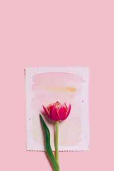 One beautiful tulips on pink background with colorful paper for your gentle words.