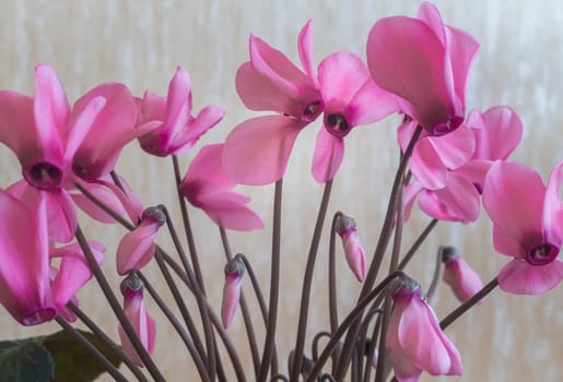 On light green background, bright pink flowers of cyclamen surrounded by green leaves.