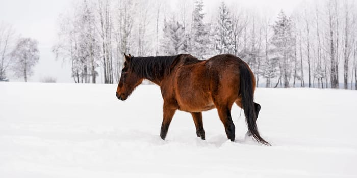 Dark brown horse walks on snow field in winter, blurred trees in background, view from side / back