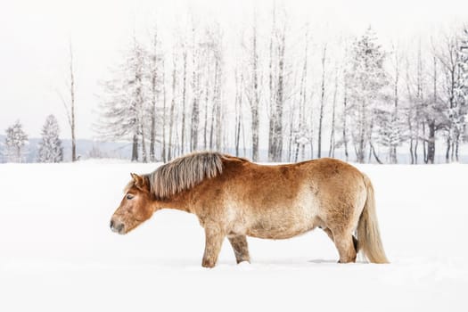 Light brown Haflinger horse wading through snow on field in winter, blurred trees in background, side view