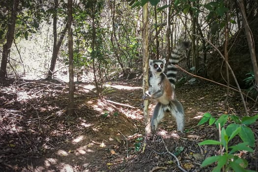 Madagascar endemic ring-tailed strepsirrhini - Lemur catta - in natural jungle habitat, standing on two legs, holding thin tree. Isalo national park.