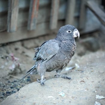 Gray Vasa parrot standing on the ground