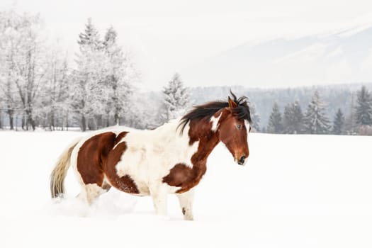 Brown and white horse, Slovak Warmblood breed, trotting on snow , blurred trees and mountains in background