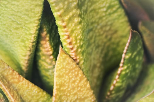 Macro close up detail - rough yellow and green succulent leaves, abstract botany background.