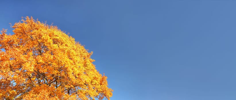 Bright orange yellow autumn leaves against clear blue sky. Wide banner with space for text on right side.