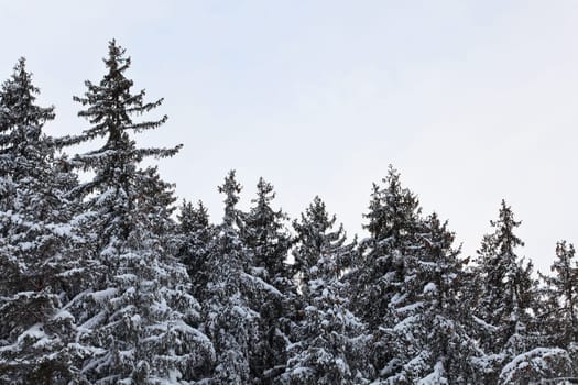 Coniferous spruce tree tops covered with snow in winter, gray sky in background