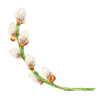 Hand drawn watercolor illustration of pussy willow. Botanical clip art, symbol of religious holidays, Easter, Lunar New Year. Green branches with soft salix buds, flowers. Spring painting for prints, invitations, cards