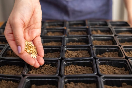 Woman's hand holds a small seeds ready for sowing in a pot with soil at home. Gardening and botanical concept