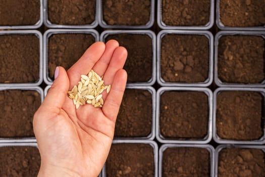 Woman's hand holds a small seeds ready for sowing in a pot with soil at home. Gardening and botanical concept