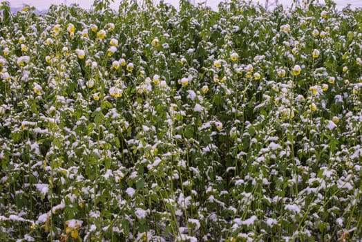 Frost-Kissed Gold: A Picturesque Snow-Blanketed Rapeseed Field in the Tranquil Countryside.