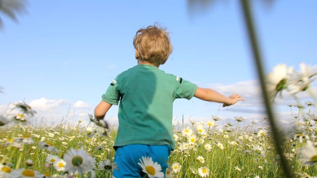 Rear view of boy running in field. Creative. Cinematic running child in flower field. Chamomile meadow and running child on sunny summer day.