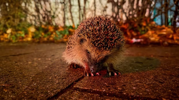 Cute hedgehog sniffs around autumn leaves at twilight.