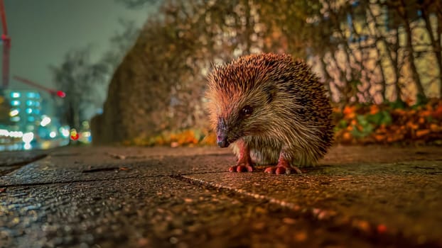 Nocturnal hedgehog wanders on a city pavement at dusk.