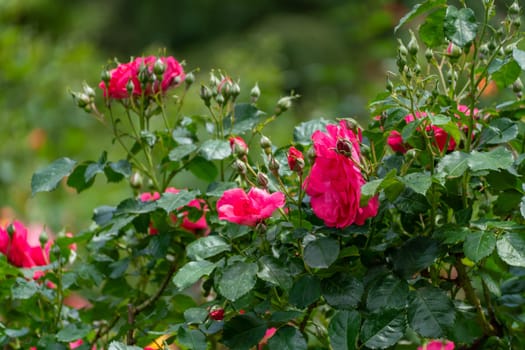 pink roses on a sunny day in the garden. Nature, summer, parks travel concept