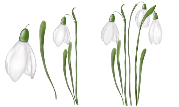 Watercolor hand drawn snowdrop flowers set of isolates. Delicate elegant illustration for the design of spring cards, invitations and tags. High quality photo