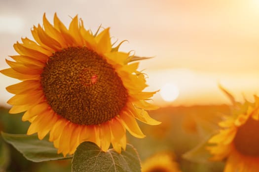 Close-up of a sunflower growing in a field of sunflowers during a nice sunny summer day with some clouds. Helianthus