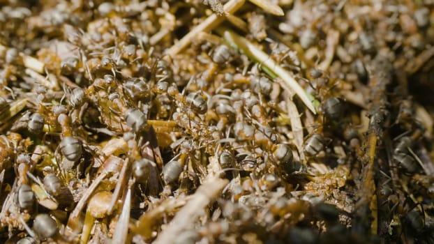 Ants building an anthill. Colony insects. Macro. Red forest ants. Anthill in the forest closeup.