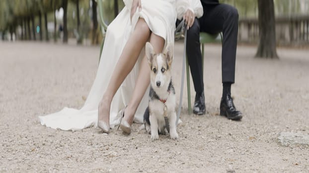 Groom and bride walking with a small dog in park. Action. Funny pet outdoors with his loving owners, man in suit and woman in white dress