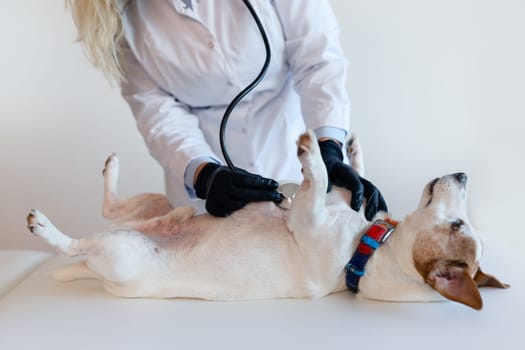 Female veterinarian with the help of a stethoscope examines the jack russell dog in clinic, health care. Close up view. High quality 4k footage