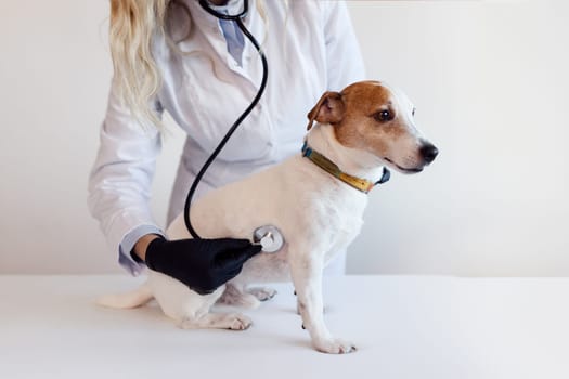 Female veterinarian with the help of a stethoscope examines the jack russell dog in clinic, health care. Close up view. High quality 4k footage